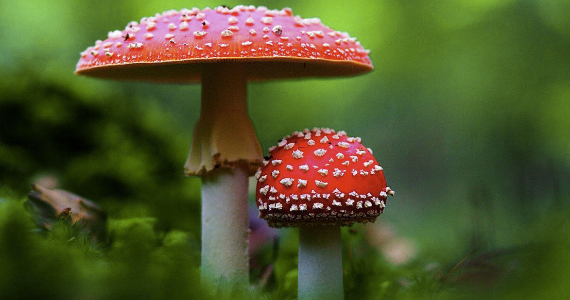 Are magic mushrooms addictive