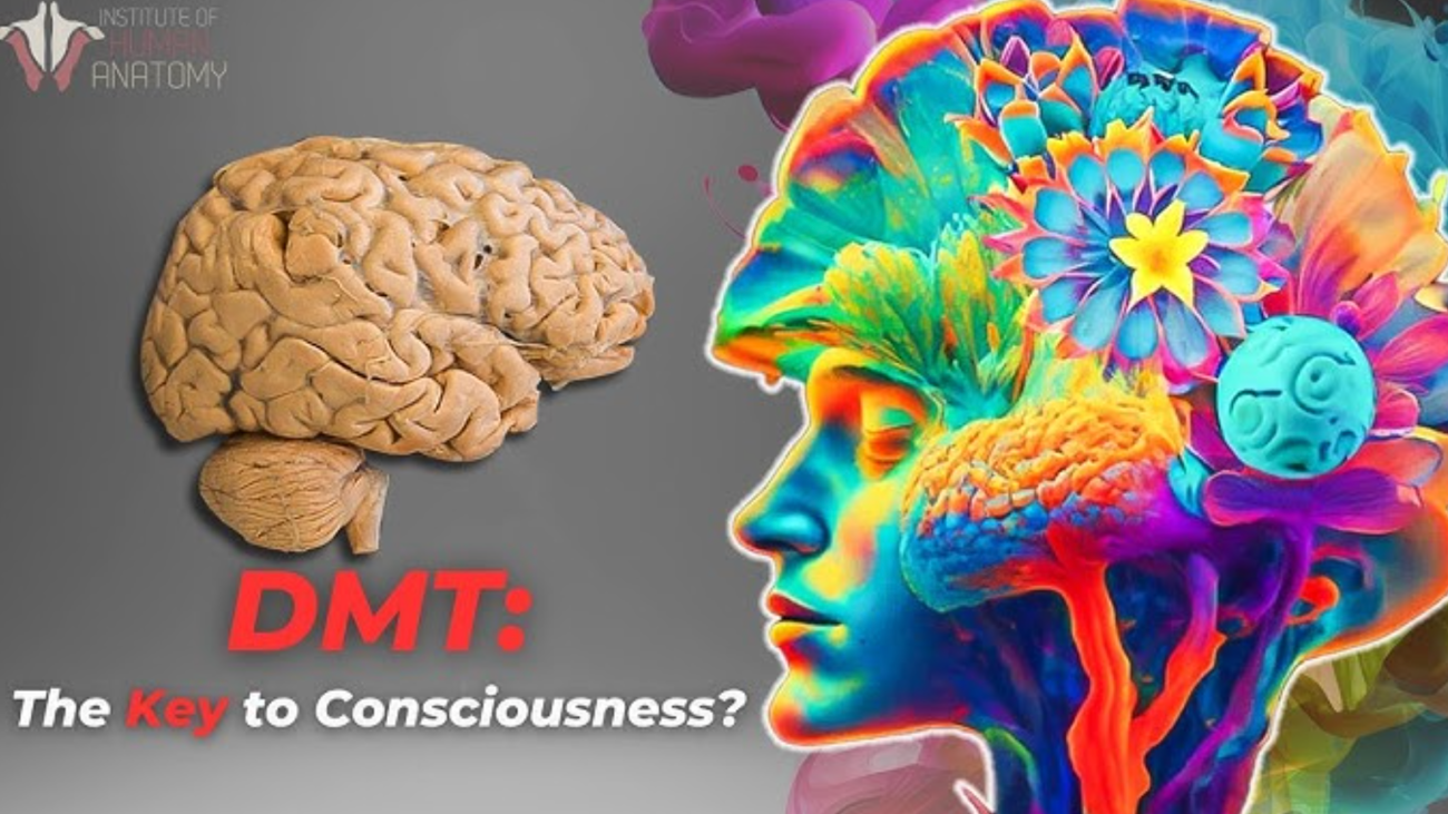 What Does DMT Do to Your Brain