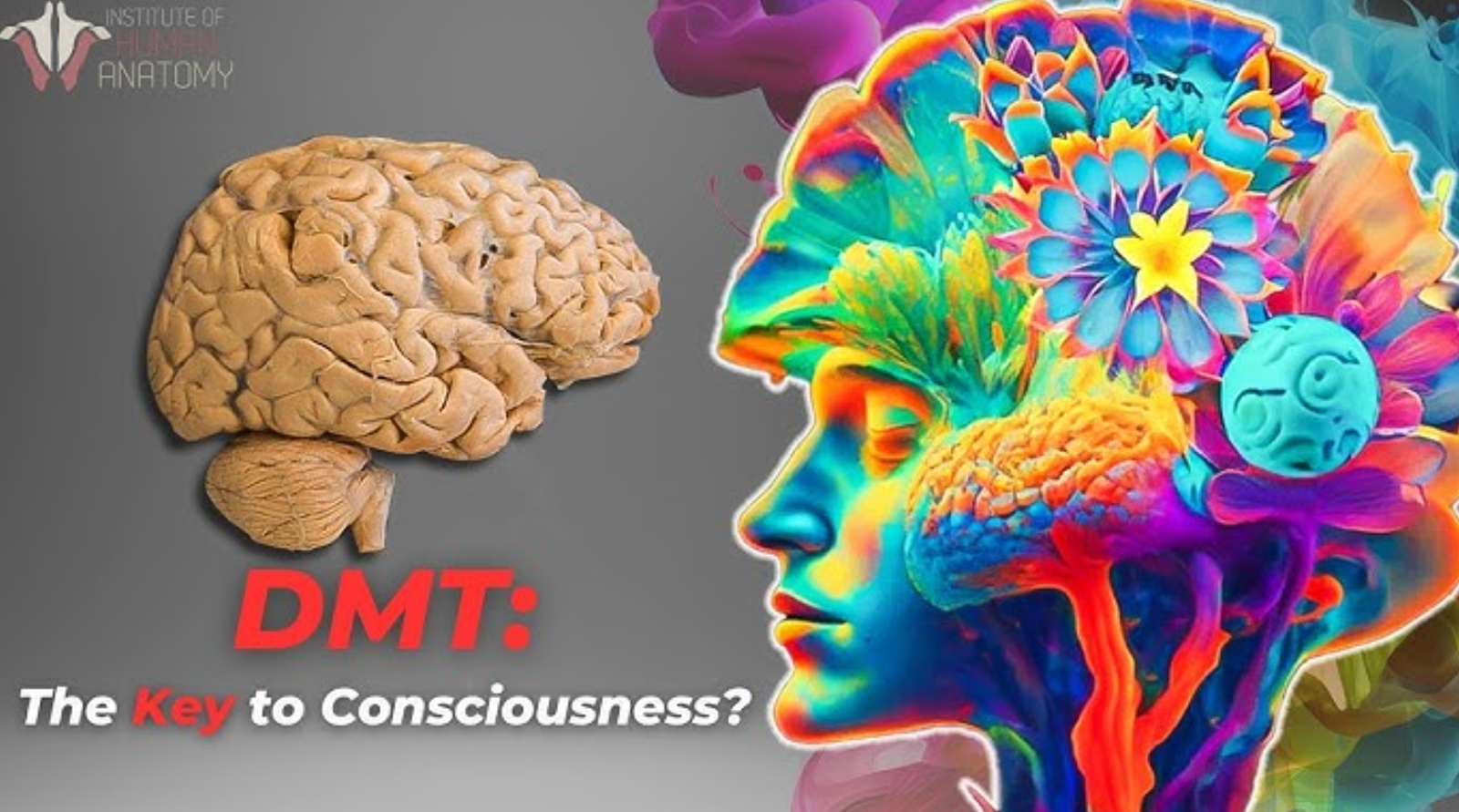 What Does DMT Do to Your Brain