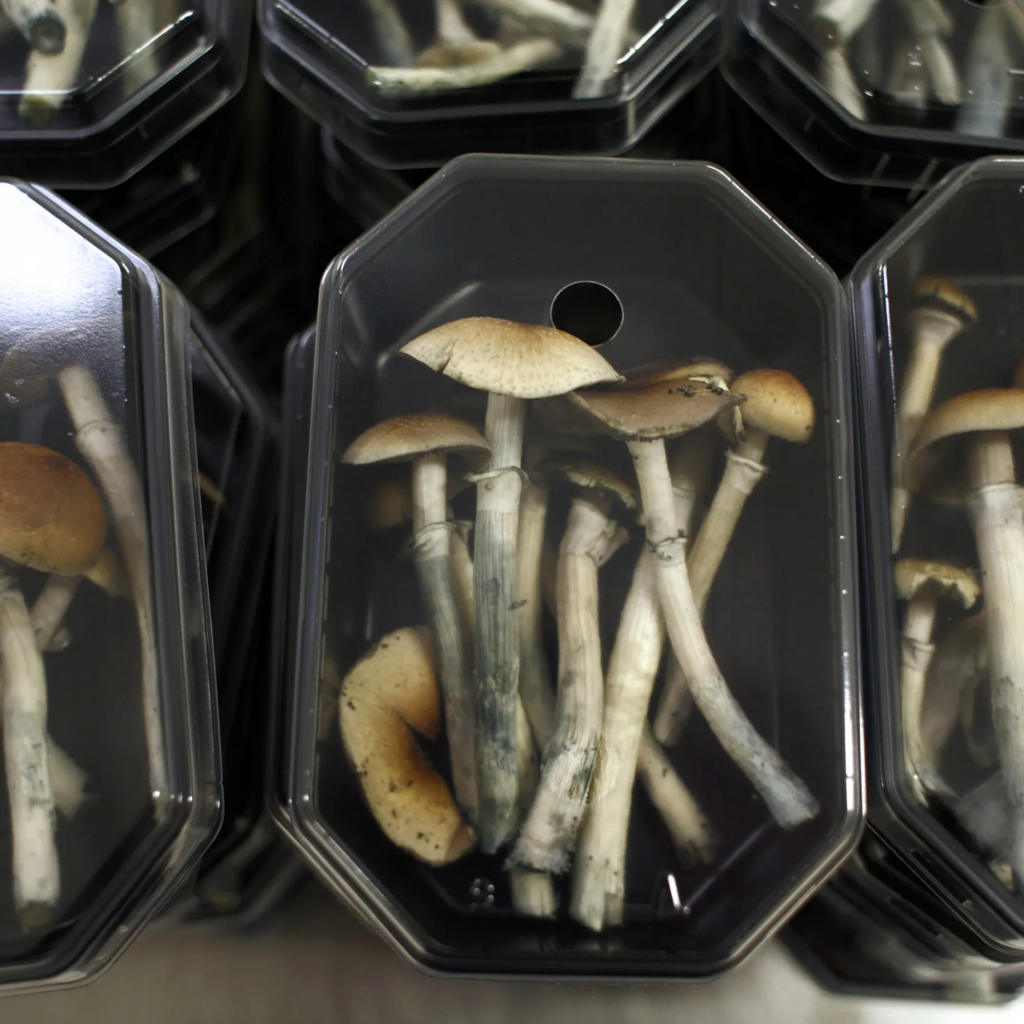 Can Magic Mushrooms Show Up on a Drug Test