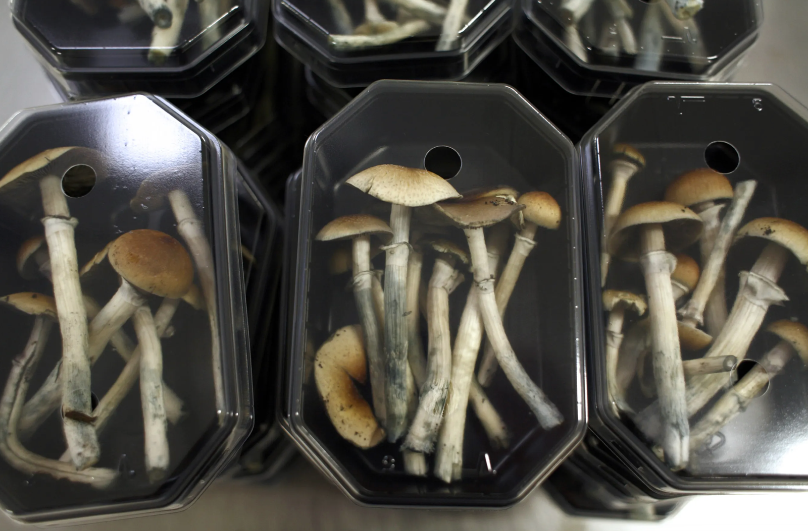 Can Magic Mushrooms Show Up on a Drug Test