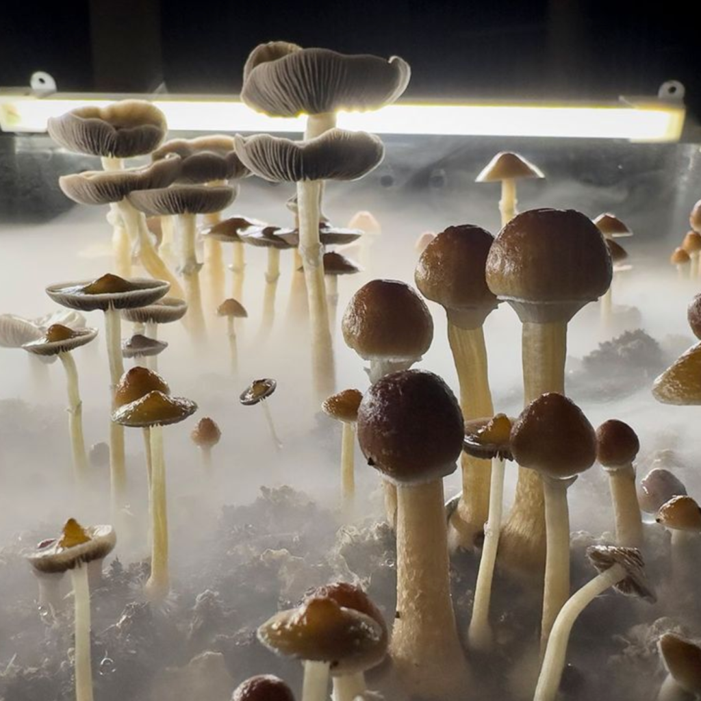 Can Magic Mushrooms Show Up on a Drug Test