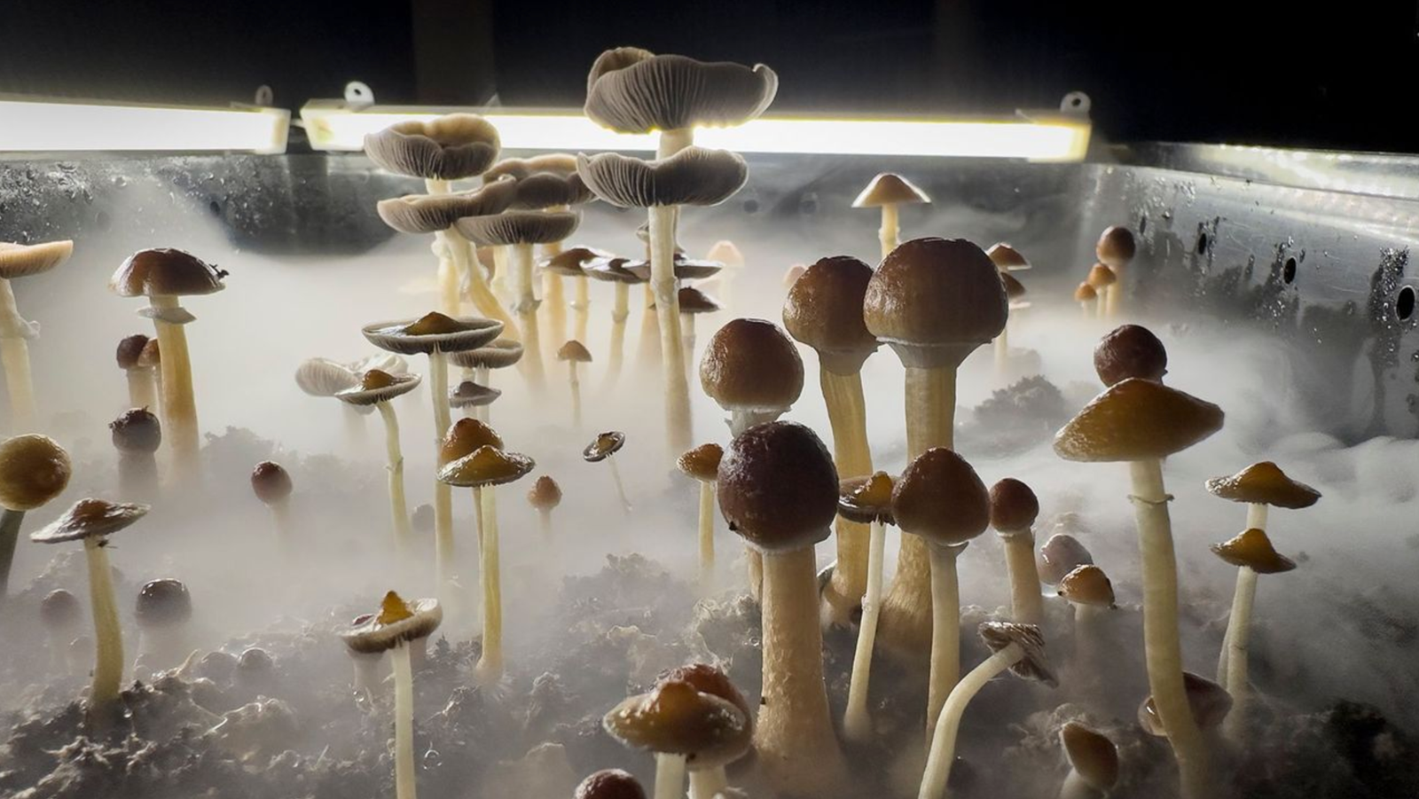 Can Magic Mushrooms Show Up on a Drug Test