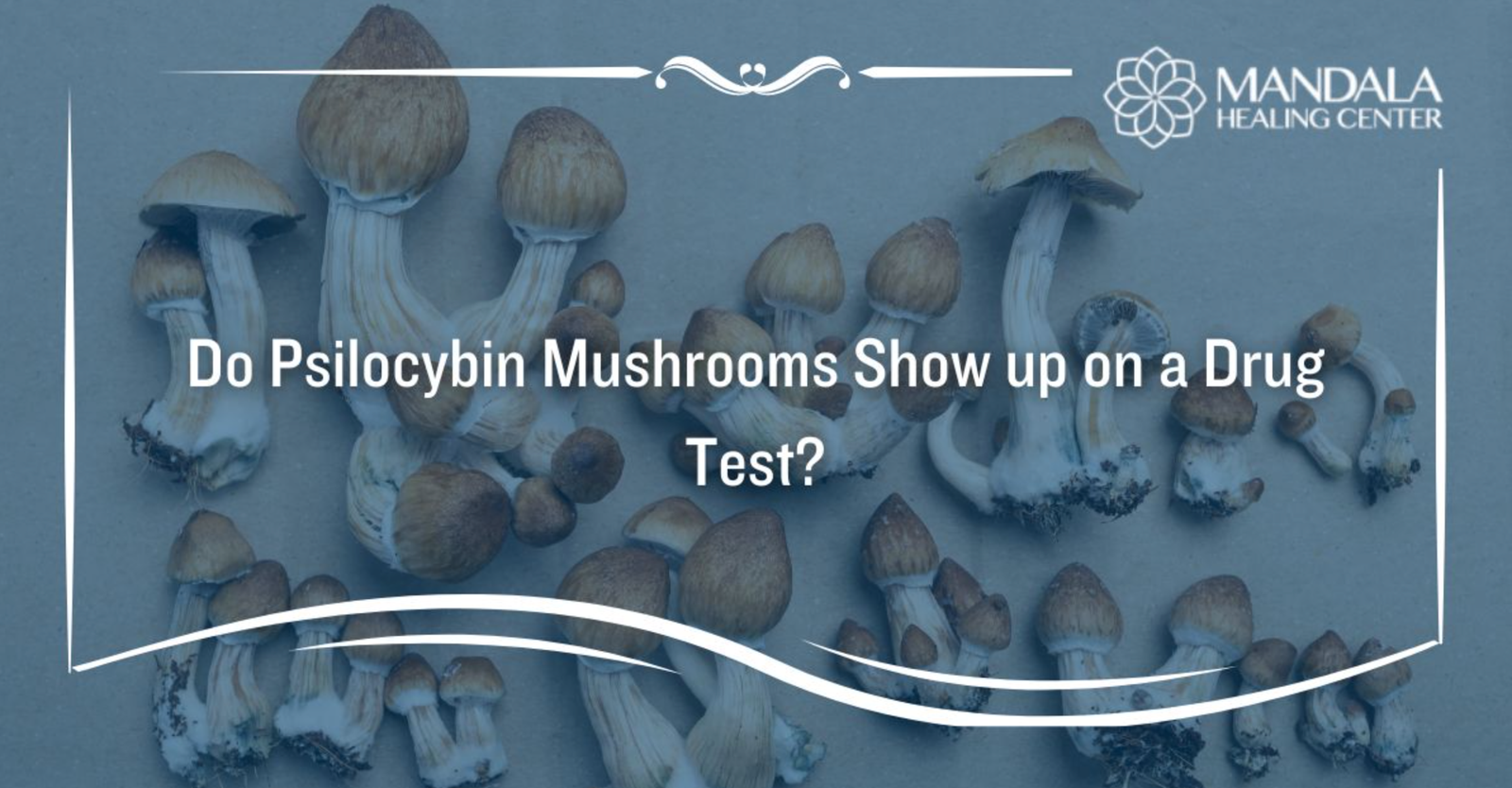 Can Magic Mushrooms Show Up on a Drug Test