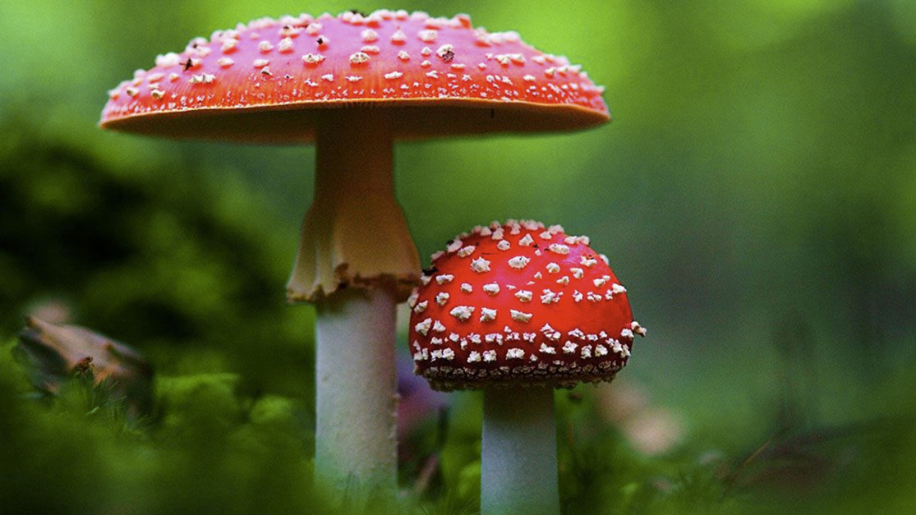 Are magic mushrooms addictive
